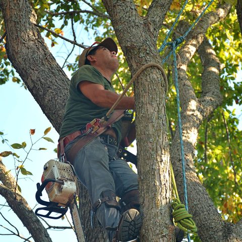Climber roped into a tree with a saw on his belt