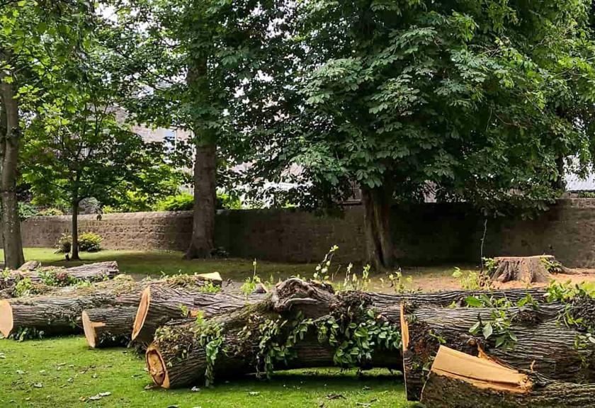 Felled tree lying in sections across a lawn